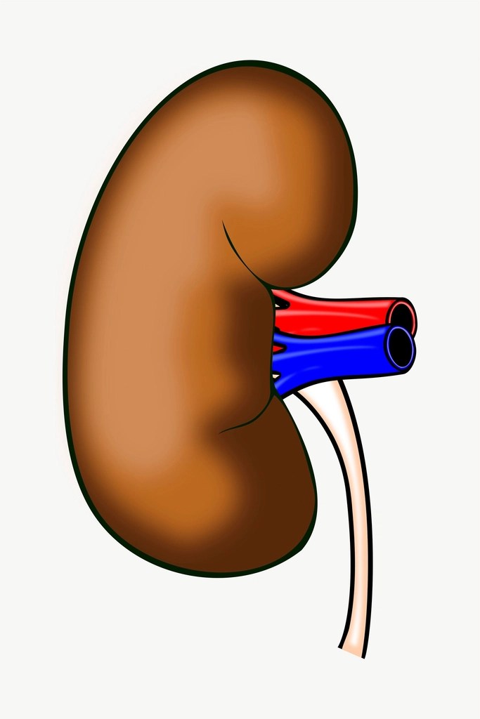 Understanding Your Kidneys: Essential Functions&nbsp;Explained